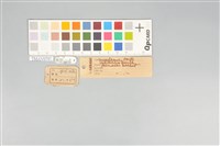 五色鳥藏品圖，第20張